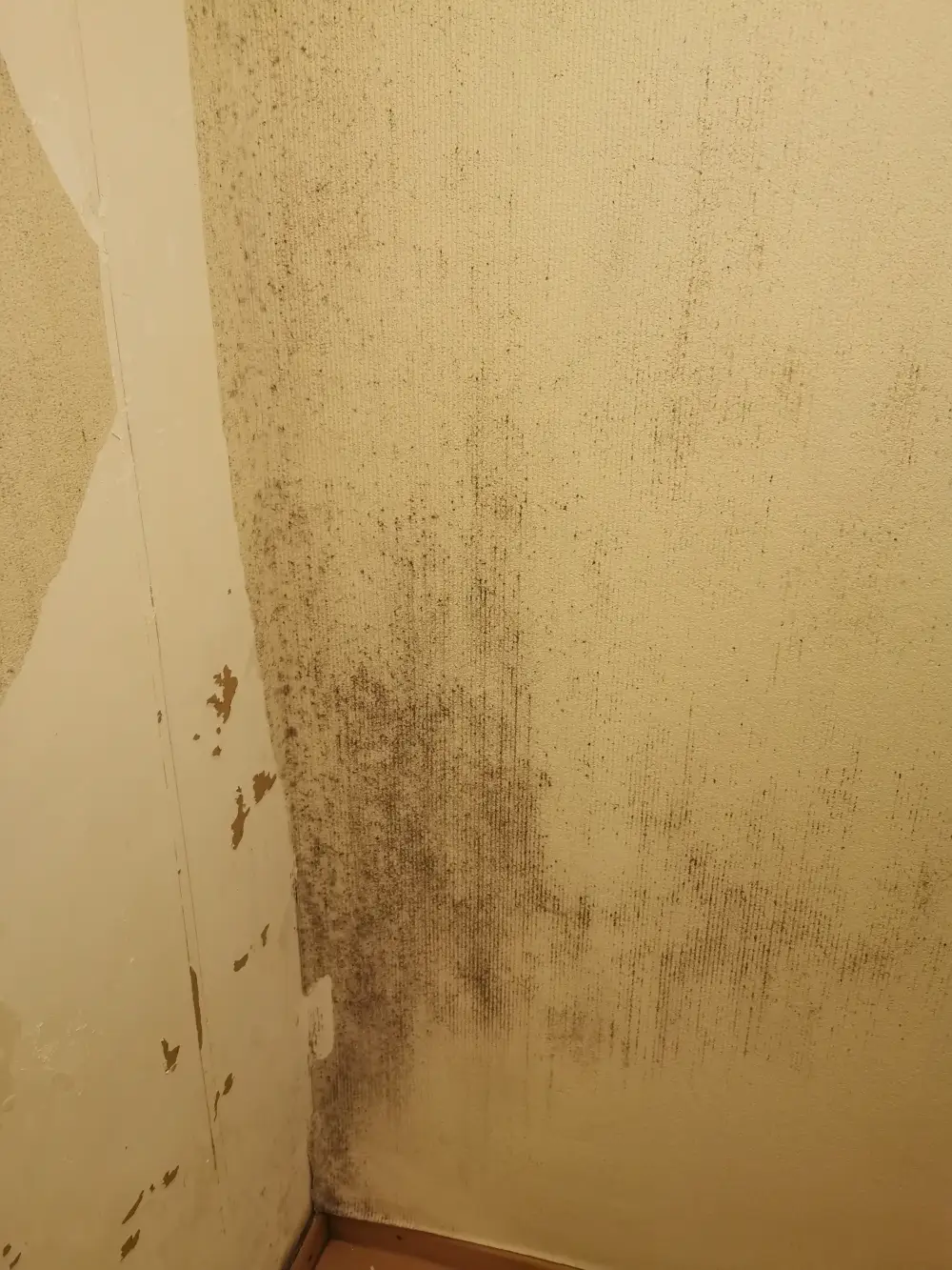 Chantier Coloniaux - Aménagement intérieur (3)